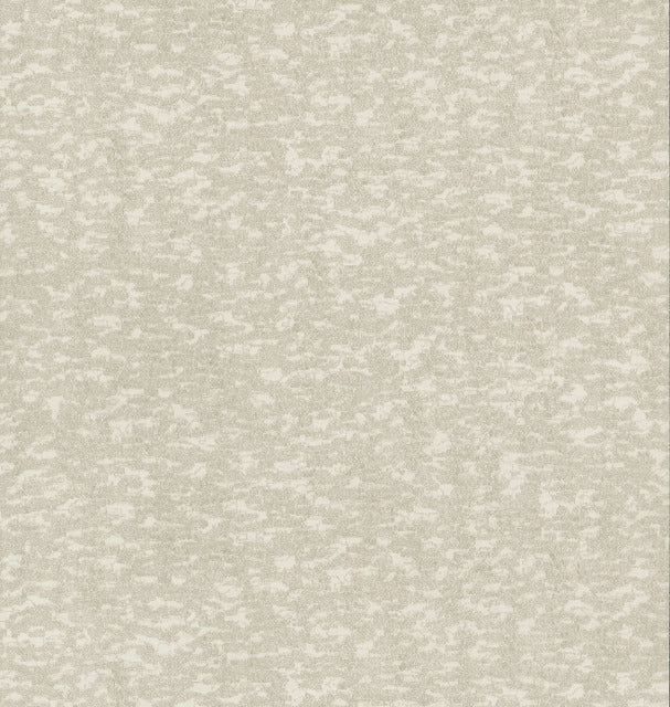 White Weathered Cypress Wallpaper